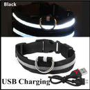 Coleira maxlight Led brilhante