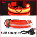 Coleira maxlight Led brilhante